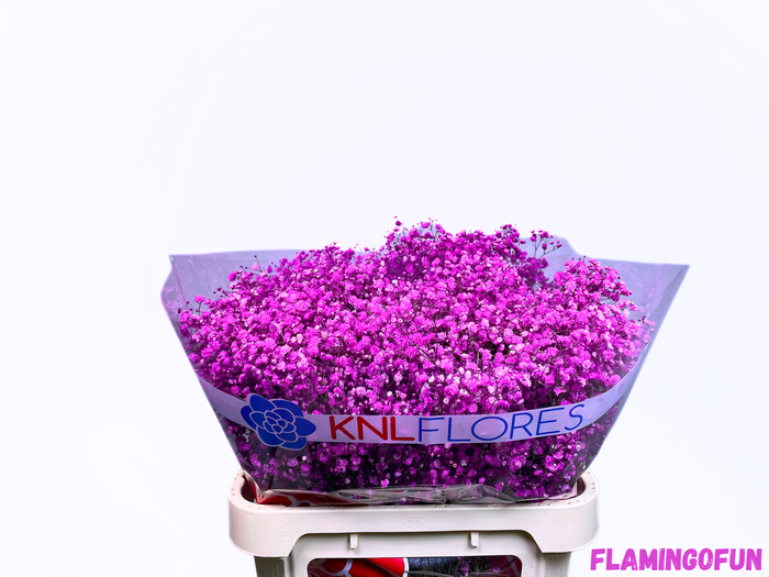 <h4>GYPS HOT PINK</h4>