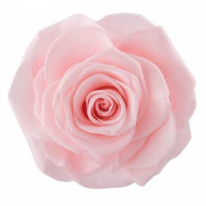 Rose Monalisa Pink Champagne