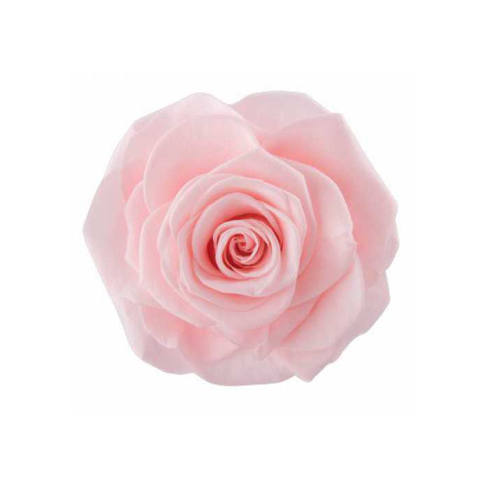 <h4>Rose Monalisa Pink Champagne</h4>