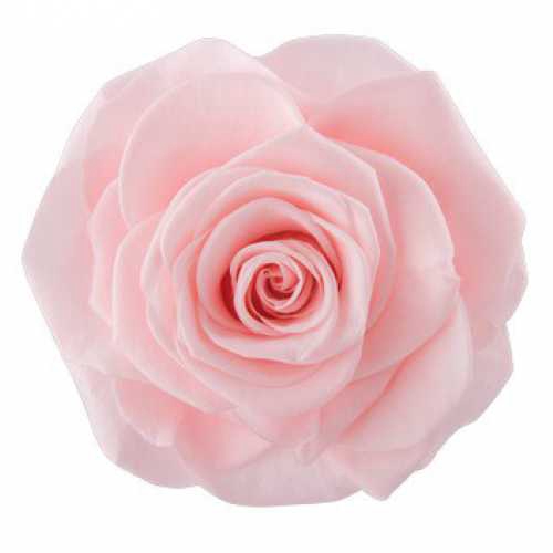 Rose Monalisa Pink Champagne