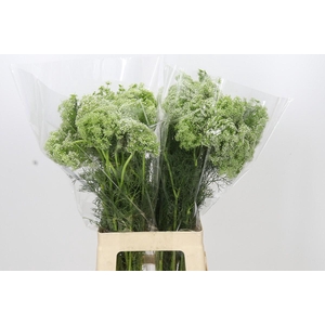 Ammi Visnaga