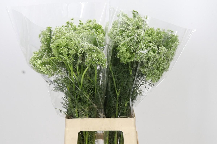 <h4>Ammi Visnaga</h4>