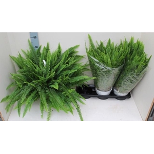 Nephrolepis exaltata Sonata 19Ø 60cm