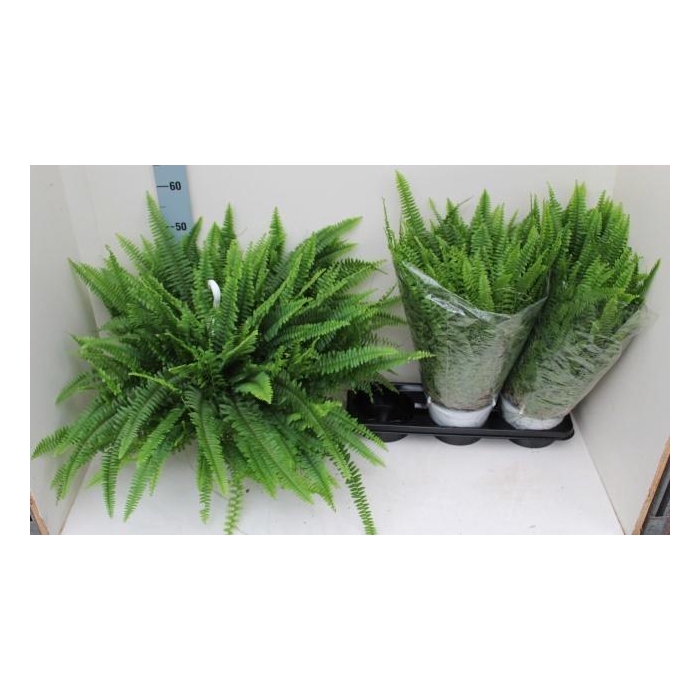 <h4>Nephrolepis exaltata Sonata 19Ø 60cm</h4>