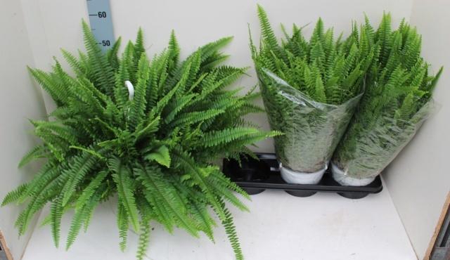 Nephrolepis exaltata Sonata 19Ø 60cm