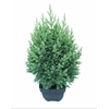 Juniperus chinensis Stricta