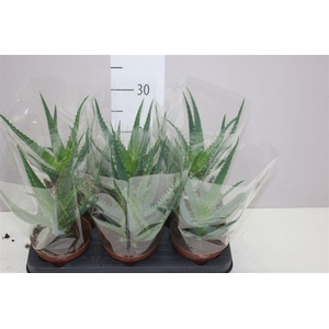 Aloe Arborescens