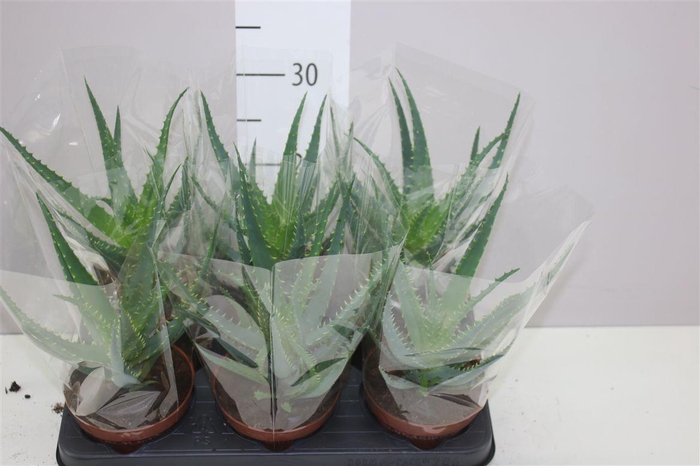 <h4>Aloe Arborescens</h4>