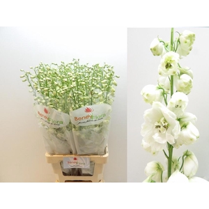 DELPH DU GUARD WHITE