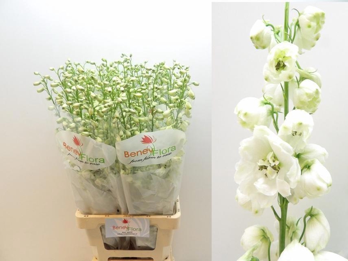 <h4>DELPH DU GUARD WHITE</h4>