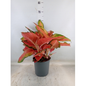 Aglaonema   ...