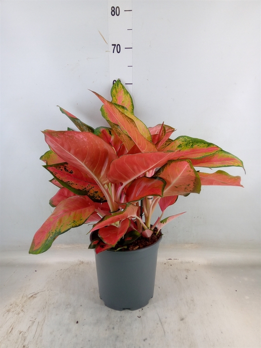 <h4>Aglaonema   ...</h4>