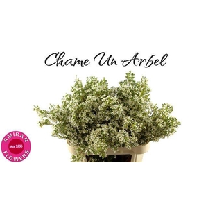 CHAME UN ARBEL