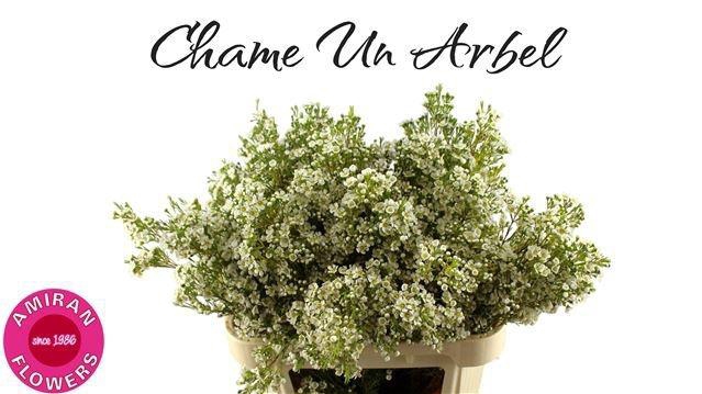 <h4>CHAME UN ARBEL</h4>
