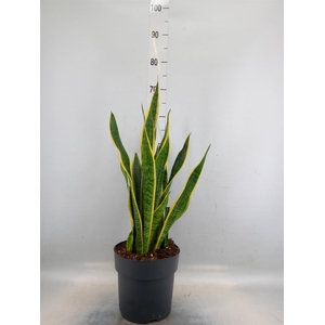 Sansevieria trifa. 'Laurentii'