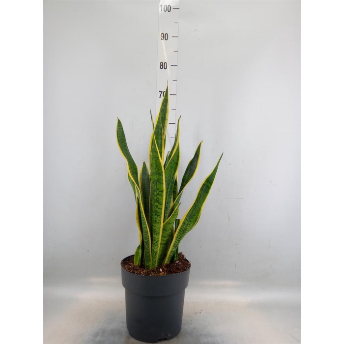 <h4>Sansevieria trifa. 'Laurentii'</h4>