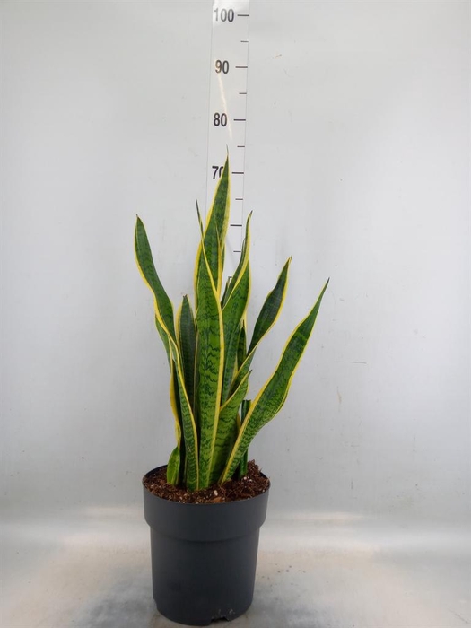 <h4>Sansevieria trifa. 'Laurentii'</h4>