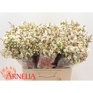 CHAMELAUCIUM 'MORNING DELIGHT'