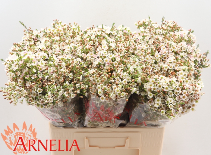 <h4>CHAMELAUCIUM 'MORNING DELIGHT'</h4>