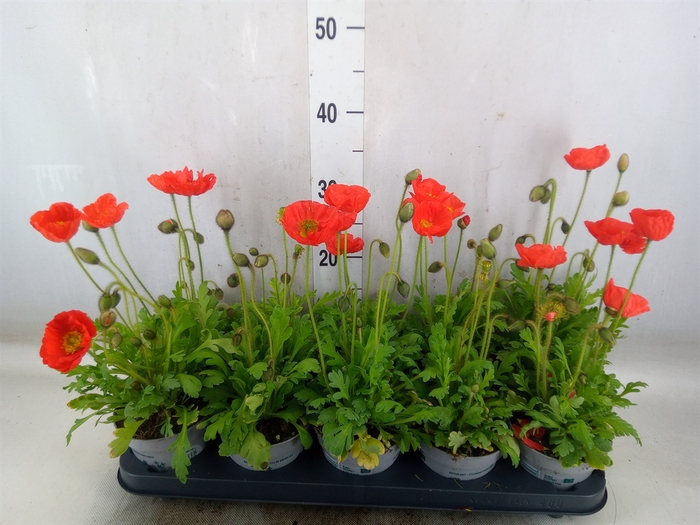 <h4>Papaver nudic.</h4>
