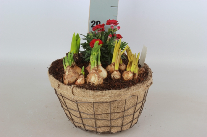 <h4>ARR BOL KNOLGEWAS</h4>