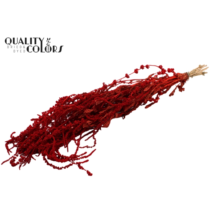 <h4>Hang Amaranthus ±70cm p/bunch Red</h4>