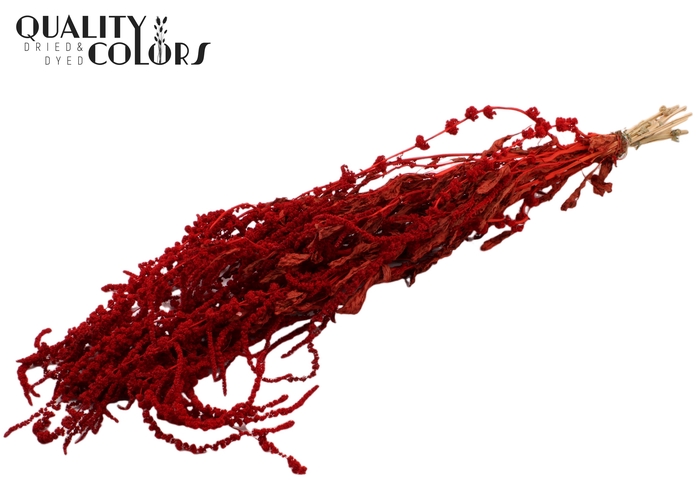 <h4>Hang Amaranthus ± 90cm p/bunch Red</h4>