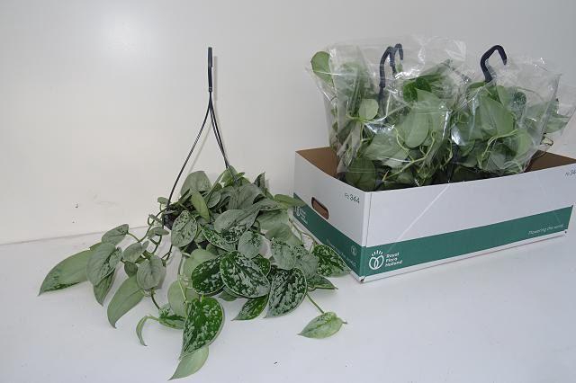 <h4>SCIND PICT SILVE ANN</h4>