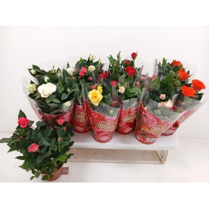 Rosa Favorite  mix 10,5Ø 25cm