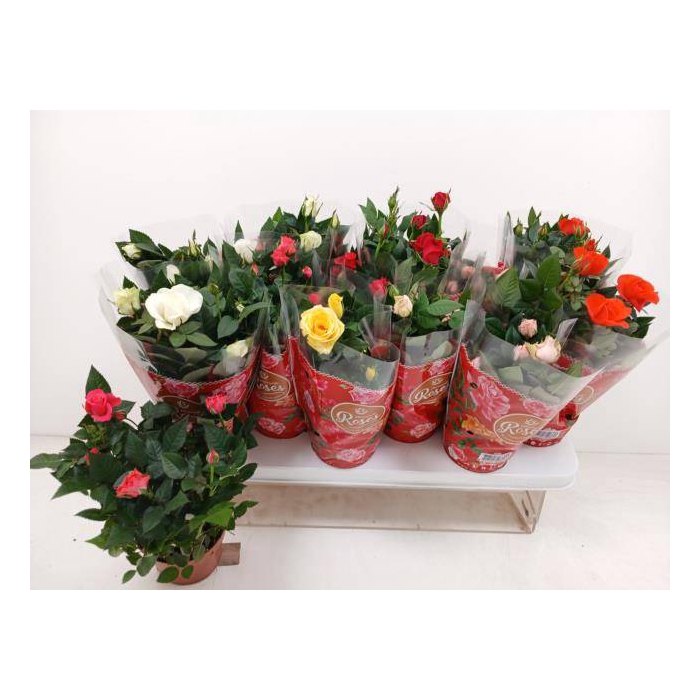 <h4>Rosa Favorite  mix 10,5Ø 25cm</h4>