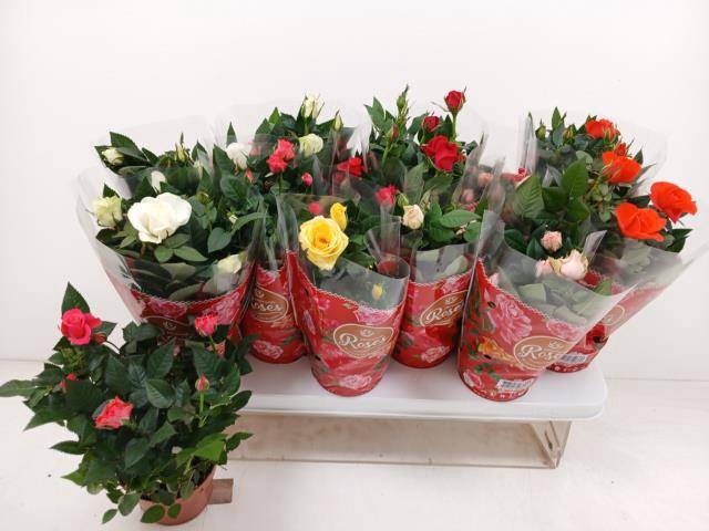 Rosa Favorite  mix 10,5Ø 25cm