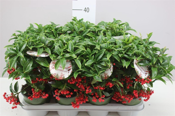 <h4>Ardisia Crenata Bos Premium Red</h4>
