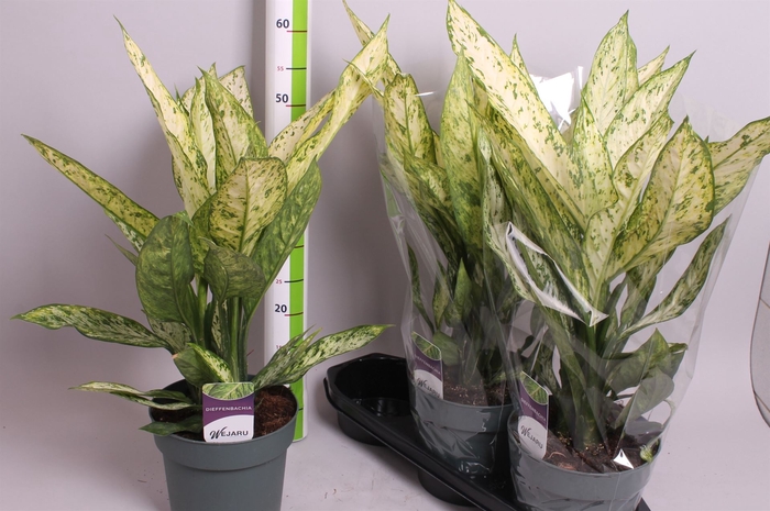 <h4>Dieffenbachia  'Vesuvius'</h4>