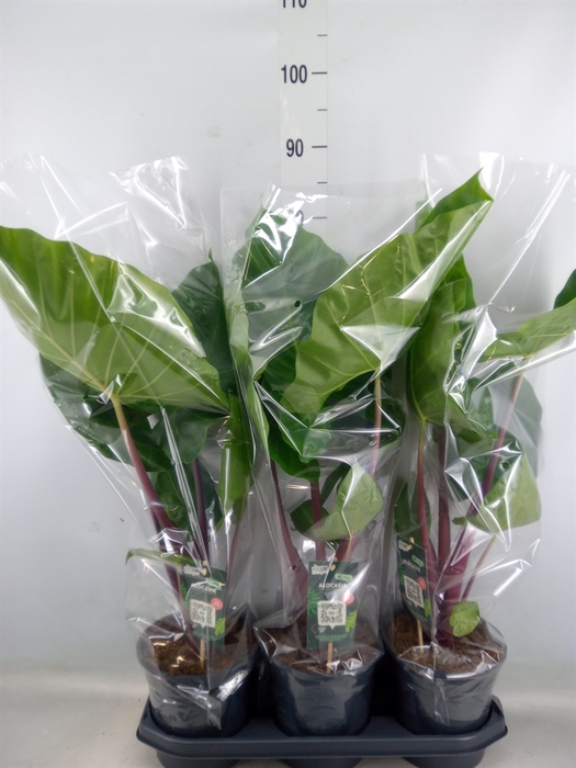 <h4>Alocasia   ...</h4>