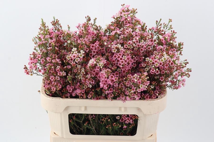 Chamelaucium Tina Delight