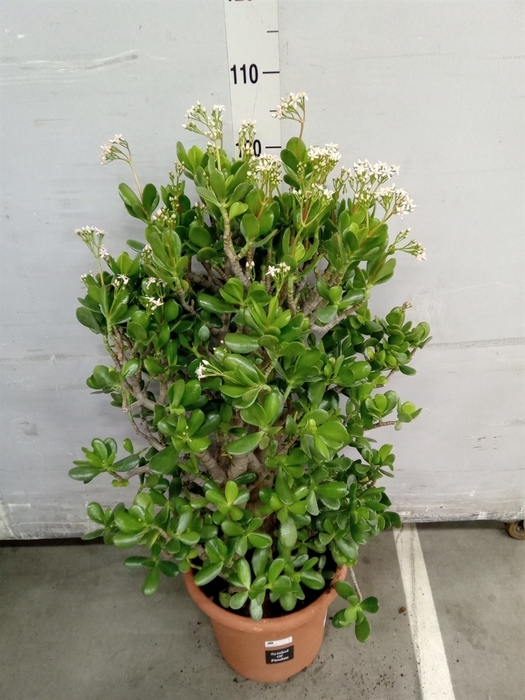 <h4>Crassula ovata</h4>