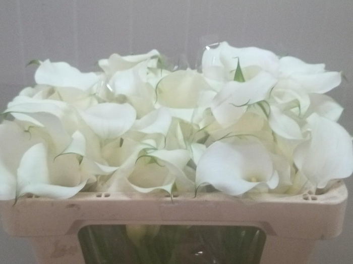 <h4>ZANT CAPT VENTURA</h4>