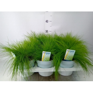 Deschampsia flexuosa 'Amilime'