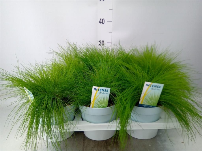 <h4>Deschampsia flexuosa 'Amilime'</h4>