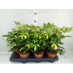 Schefflera arbor. 'Gerda'