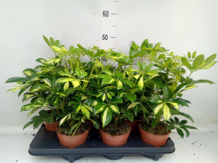 <h4>Schefflera arbor. 'Gerda'</h4>