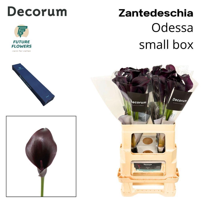 <h4>ZANT ODESSA MEDIUM BOX 60 CM 40 ST.</h4>