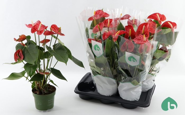 <h4>ANTHU AN AREBO</h4>