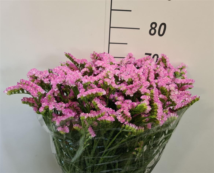 <h4>LIM SINU PINK SAN REMO</h4>