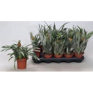 ** Ananas Mix * Spring Deal *