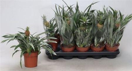 <h4>** Ananas Mix * Spring Deal *</h4>