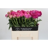 Paeonia Glory Hallelujah