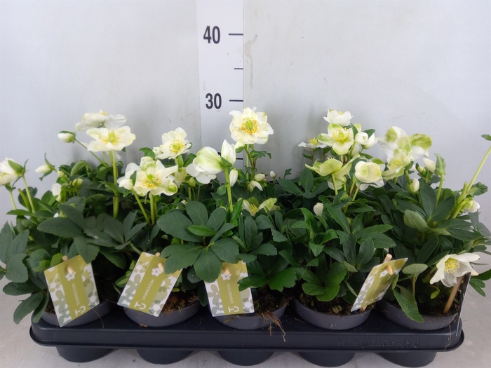 <h4>Helleborus niger 'Advent Star'</h4>