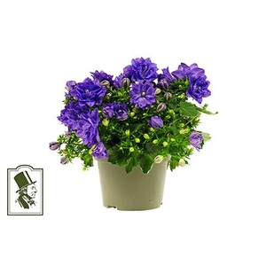 CAMPANULA-HYBRID P10 BLAUW