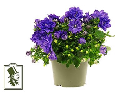 <h4>CAMPANULA-HYBRID P10 BLAUW</h4>